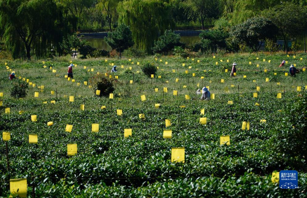 手机麻将胡牌技巧